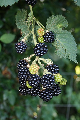Theodor Reimers Brombeere, Brombeerstrauch Busch, Rubus fruticosus, Beerenobst winterhart, Brombeere schwarz, im Topf, 60 - 100 cm