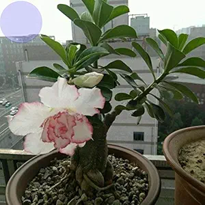 Creative Farmer Flower Live Plant Double Petals Big Blooms Pink Lover Water White Desert Rose Adenium with Edge Balcony (Desert Rose) Garden Plants (1 Live Bonsai Plant)