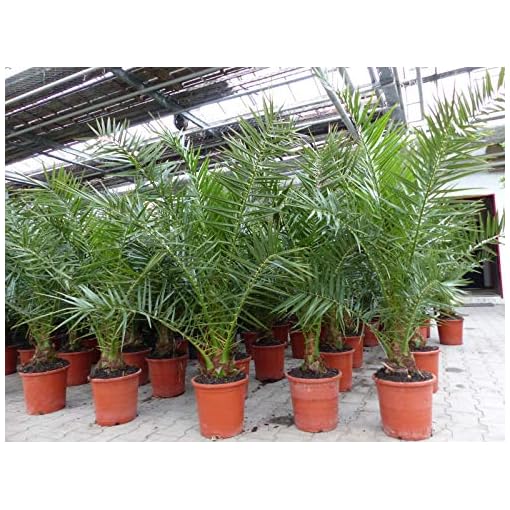 gruenwaren jakubik Palme XXL 180 cm Phoenix canariensis, kanarische