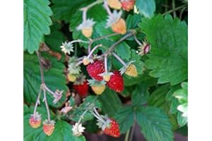 PGONA Alpine Strawberry Plant Grown in 9cm Pot
