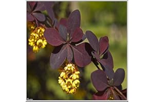 TU PROPIO JARDÍN 15 Semillas de Agracejo Rojo (Berberis thunbergii)