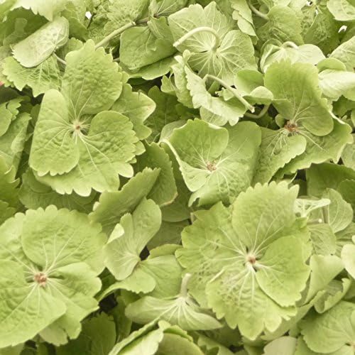 2 Litre of Lush Green Freeze Dried Hydrangea Petal Confetti