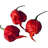 15 Samen CAROLINA REAPER (AKA HP22B) ***Neue Züchtung, Schärfer als Moruga*** Aktueller Weltrekord