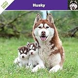 KALENDER HUSKY 2017 - AFFIXE by 