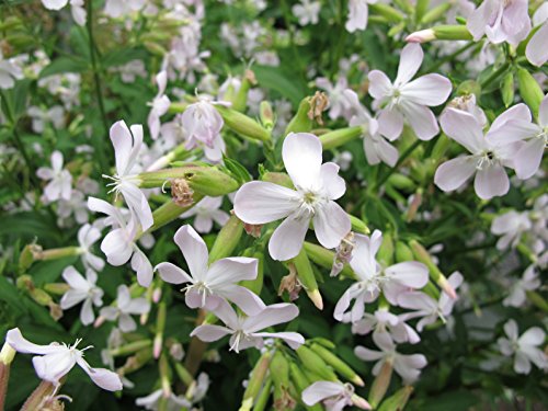 Seifenkraut Saponaria officinalis 300 Samen