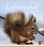 Eichhörnchen Postkartenkalender. Postkartenkalender 2020. Monatskalendarium. Spiralbindung. Format 16 x 17 cm by