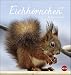 Eichhörnchen Postkartenkalender. Postkartenkalender 2020. Monatskalendarium. Spiralbindung. Format 16 x 17 cm by