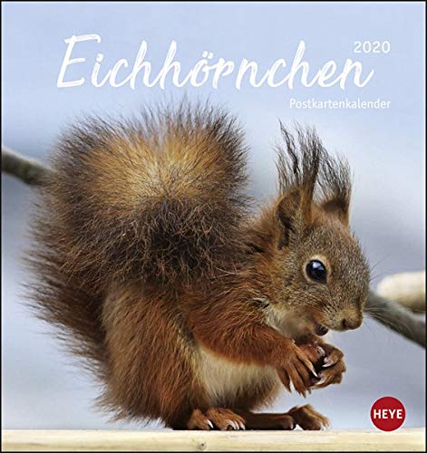 Eichhörnchen Postkartenkalender. Postkartenkalender 2020. Monatskalendarium. Spiralbindung. Format 16 x 17 cm