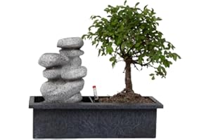 Plant in a Box - Bonsái con sistema de riego de fácil cuidado y cascada sobre piedras Zen - Planta de interior - Altura 25-35cm