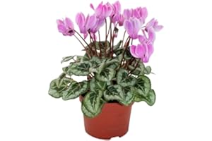 Verdecora Cyclamen | Flor de invierno | Violeta de los Alpes | Planta natural de exterior e interior con flor (Maceta 15cm)