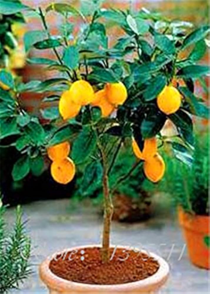 Саженцы Лимона Купить