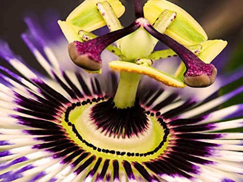 Preisvergleich Produktbild Lais Puzzle Passionsblume 1000 Teile