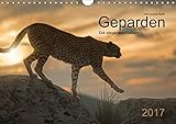 Geparden. Die eleganten Katzen. (Wandkalender 2017 DIN A4 quer): Eindrucksvolle Geparden-Portraits in ihrer natürlicher Umgebung. (Monatskalender, 14 Seiten) (CALVENDO Tiere) by 
