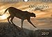 Geparden. Die eleganten Katzen. (Wandkalender 2017 DIN A4 quer): Eindrucksvolle Geparden-Portraits in ihrer natürlicher Umgebung. (Monatskalender, 14 Seiten) (CALVENDO Tiere) by 