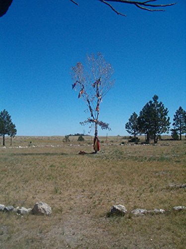 Download Danzare per la Vita: la mia esperienza coi nativi americani Download Danzare per la Vita: la mia esperienza coi nativi americani