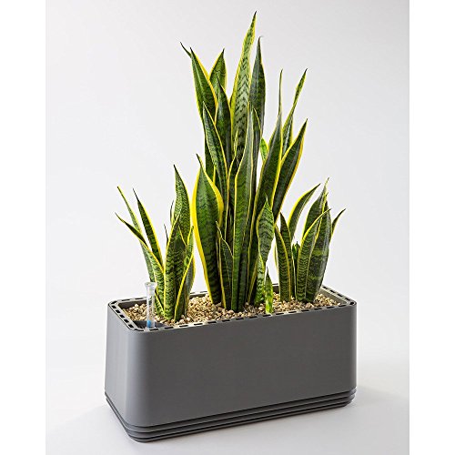 AIRY box – Hochwirksame Luftreinigung mit Zimmerpflanzen in „Stone Grey“ (Stone Grey) - 2