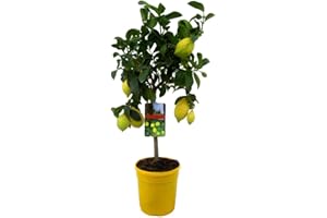 Plant in a Box - Citrus Limon - Pokon - Citronnier arbre comestible fruitier - Pot 19cm - Hauteur 60-70cm