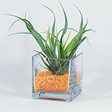 Sandra Rich 360016 Vase, Glas, transparent, 10 x 10 x 10 cm - 2