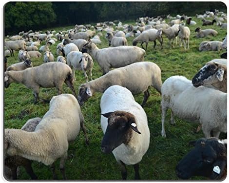 Duas natreza - Throw Pillow Cover Case (16" x 16")