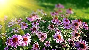 ISEE 360Nature Gardens Flowers Wall Laminated Posters for Home Living Kids Study Bed Room Kitchen Office Decor Stylish Printed Wall Poster 300 GSM L X H 18 X 12 Inches