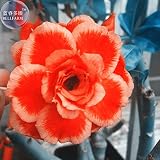 Go Garden BELLFARM bonsai Rosa Naranja Adenium Desert Rose PÃtalos de...