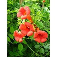 Trompetenblume, Campsis Madame Galen 80 cm hoch im 3 Liter Pflanzcontainer