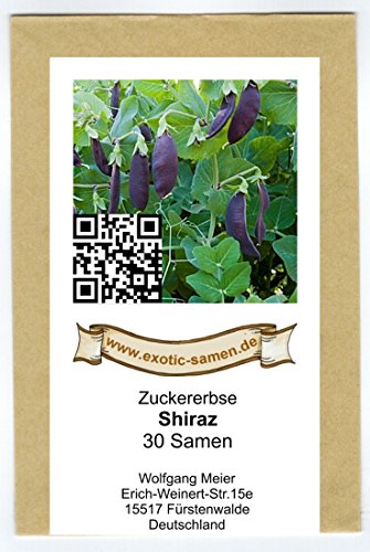 Zuckererbse - Shiraz - lila - 30 Samen