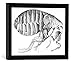 Produktbild Gerahmtes Bild von English School "A Flea from Microscope Observation by Robert Hooke (1635-1703), 1665", Kunstdruck im hochwertigen handgefertigten Bilder-Rahmen, 40x30 cm, Schwarz matt