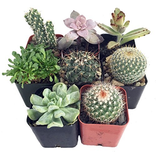 Instant Cactus/Succulent Collection - 8 Plants 2 pots by Hirts: Cacti & Succulents