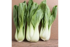 PAGANO DOMENICO E FIGLI SEMENTI DAL 1954 CAVOLO CINESE PAK CHOI BIANCO NR.300 SEMI