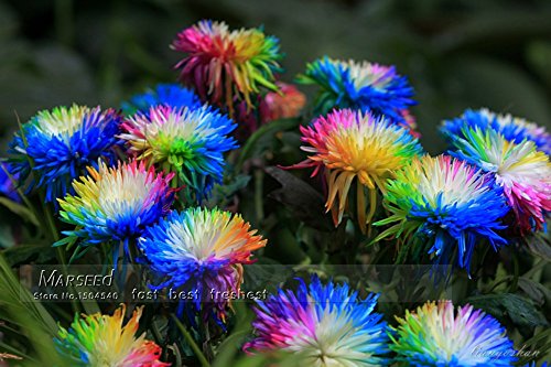 20 Samen Regenbogen Chrysantheme bunt - 2