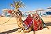Produktbild Leinwand-Bild 140 x 90 cm: "Camel resting in shadow on the beach of Hurghada, Egypt", Bild auf Leinwand