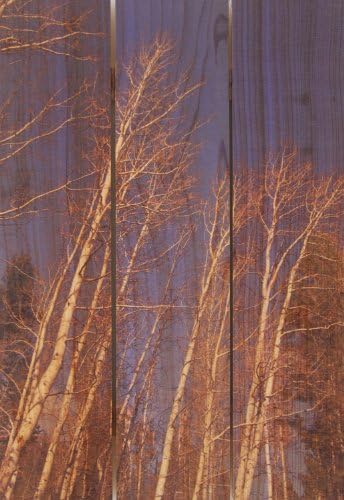 Gizaun Art Winter Aspens 16-Inch by 24-Inch Inside/Outside Wall Art, Full Color on Cedar