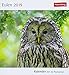 Eulen - Kalender 2019: Kalender mit 53 Postkarten by 