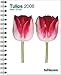Tulips 2008 by 