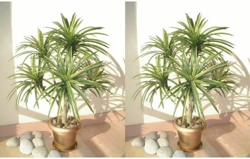 2 x 3ft Yucca Palms, Artificial Trees (Without Pots)