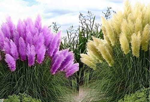 Frosthartes Amerikanisches Pampasgras 1 x kräftige Pflanze wahlweise rosa oder weiß (rosa)
