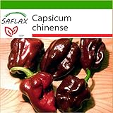 Los pequeños frutos en forma de calabaza del habanero chocolate, desarrollan durante la maduración un espectro de color desde verde hasta marrón chocolate. Como todos los habaneros tiene un inflorescencia abundante y desarrolla muchas pequeñas frutas y arrugadas que parecen dulces pero que superan el grado de picante alto de las ..... (En las fotos se puede encontrar una foto de la parte posterior de nuestra tarjeta de semillas con las instrucciones completas de siembra y de atención)