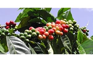PINKDOSE PlenTree 10 Semillas de la planta Coffea (Jamaica Blue Mountain café) crecer su propio árbol de café!