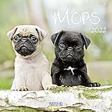 Mops 2022: Broschürenkalender mit Ferienterminen. Hunde-Kalender. 30 x 30 cm