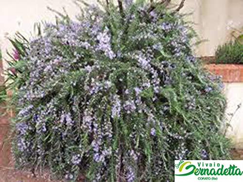 Rosmarino Prostrato Pianta di Rosmarino in Vaso 24 cm - 1 Pianta