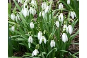 WOLDS COLLECTION 100 Snowdrop Bulbs "Galanthus Nivalis". Free UK P&P