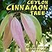 Produktbild Ceylon-Zimt SP Cinnamomum zeylanicum Sämling Zone 9b 25F by Farmerly