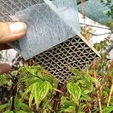 500 Stück Florfliegenlarven - Nützling u.a. gegen Blattläuse und Thrips