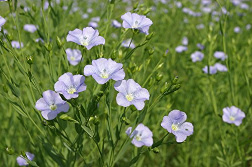 Livos Kunos Naturöl-Siegel Hartöl farblos (0,75 l) - 2
