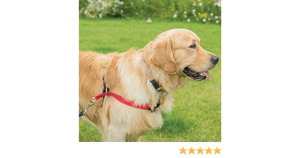 walkezee harness amazon