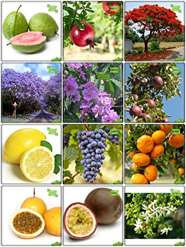 Creative Farmer Seeds For Gardening Combo Fruit & Tree Seeds : Jacaranda Mimosafolia, Flame Tree, Queen Crape Myrtle, Coral Jasmine, Lemon Guava, Pomagranate, Apple, Citrus Seeds, Grape, Orange, Passion Fruit - Yellow, Passion Fruit - Violet Fruit Seeds For Home Garden