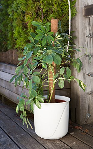 Windhager Pflanzstab Kokos, verlängerbar, 80 cm - 3