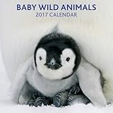 Image de Baby Wild Animals 2017 Calendar