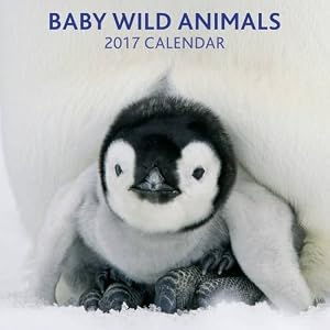 Baby Wild Animals 2017 Calendar